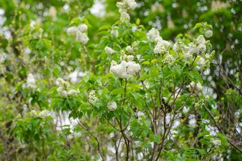 White cherry tree, spring flowering 写真素材