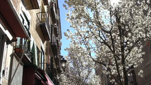 White Cherry tree in Toledo streets Stock Footage 121926703