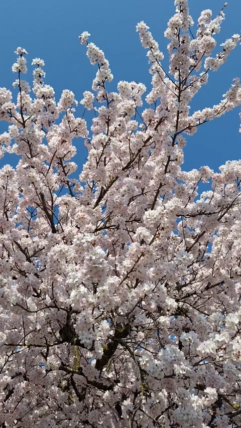 White cherry trees  a paradise in bloom in Zurich. Video stock 337799315