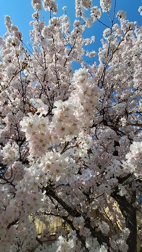 White cherry trees  in Zuerich Video stock 337799318