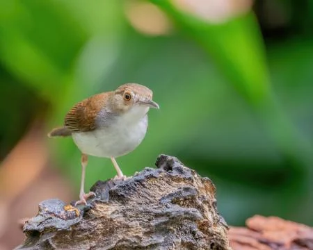 White-chested Babbler Stock Photos