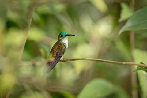 White-chested Emerald  sitting on branch in garden, bird from caribean tropic Stock Photos