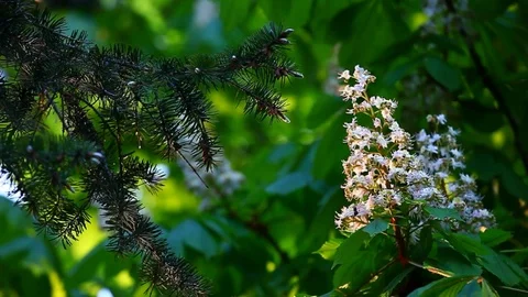 White Chestnut flower fir tree wind background nobody hd footage Stock Footage 107833053