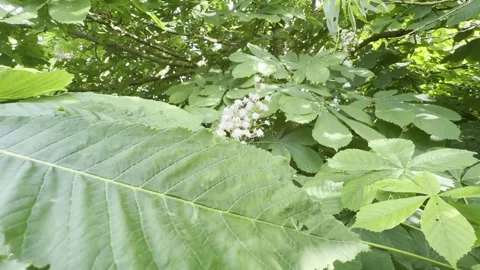 White chestnut flowers hiding behind leaves 4K Vídeos de archivo 334760102