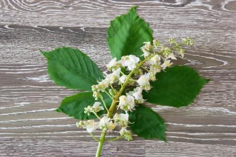 White chestnut Foto stock