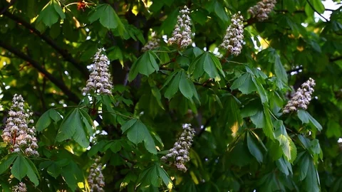 White chestnut tree flower background nobody hd footage Stock Footage 107833052