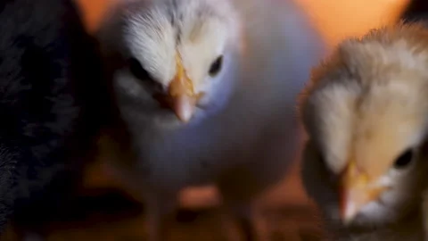 White chick close-up. The head of a chicken. Agriculture. Poultry. 4k Close-up Stock Footage 200852511