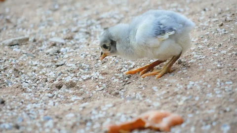 White chick eating rice on the ground Stock Footage 102407857