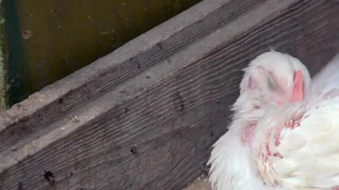 White Chick peels feathers while sitting in a barn on a farm. copy space Stock Footage 136201659