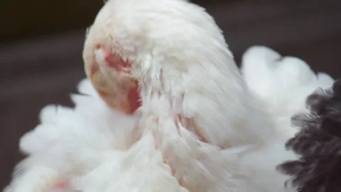 White Chick peels feathers while sitting in a barn on a farm. copy space 動画素材 137463233