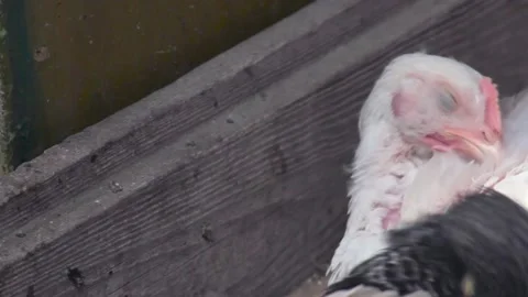 White Chick peels feathers while sitting in a barn on a farm. copy space Stock Footage 137463322
