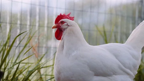 White Chicken 01 Stock Footage 152865204