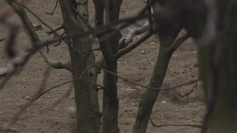 White chicken behind branches walking around and seeking for food Stock Footage 104268468