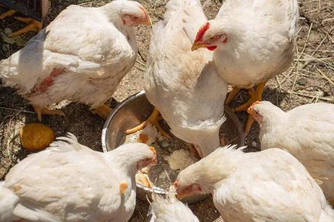 White chicken broilers in the barnyard eating bread, farm poultry Stock Photos
