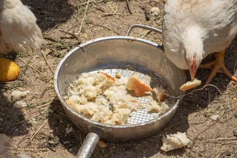 White chicken broilers in the barnyard eating bread, farm poultry Stock Photos