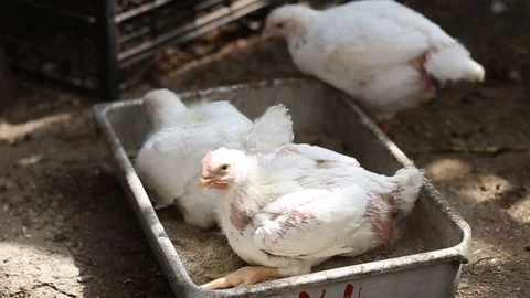 White chicken broilers peck feed in the trough Stock Footage 93893683