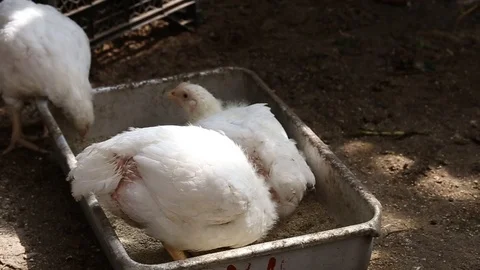 White chicken broilers peck feed in the trough Stock-Footage 93893697