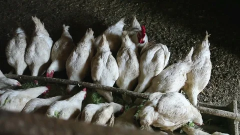 White Chicken broilers. Poultry farm in the village Stock Footage 83068723