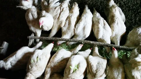 White Chicken broilers. Poultry farm in the village Vídeo Stock 83068860