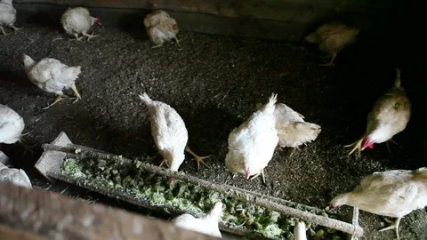 White Chicken broilers. Poultry farm in the village Stock Footage 83069216