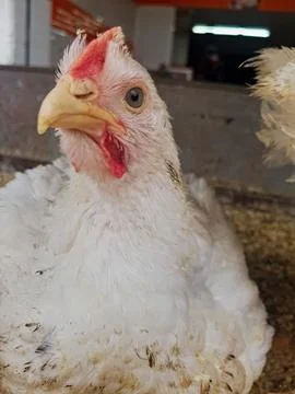 White chicken is captured from single side-up close, focusing on its beak &amp; eye Stock Photos