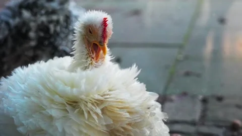 White chicken close up cleaning Video stock 233292452