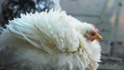 White chicken close up cleaning outside Video stock 233292457