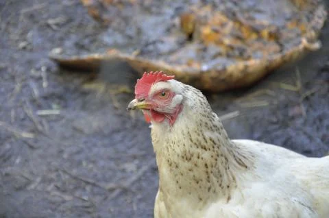 White chicken close up Stock Photos