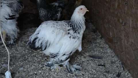 A white chicken with distinctive black feathers stands inside a poultry coop 動画素材 343297762