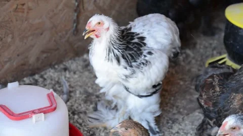 A white chicken with distinctive black feathers stands inside a poultry coop 스톡 동영상 343297763