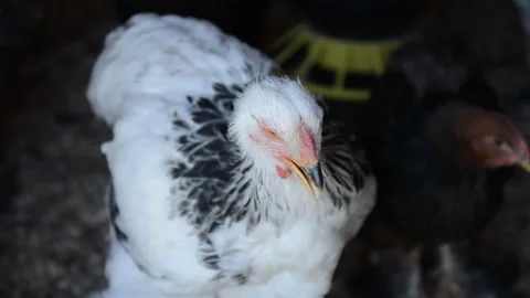 A white chicken with distinctive black feathers stands inside a poultry coop Stockbeeldmateriaal 343297842