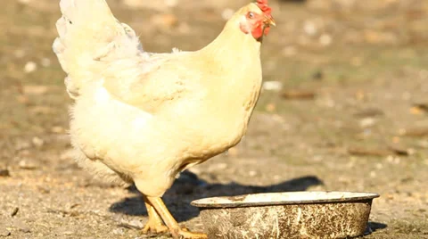 White chicken drinks waterHD Stock Footage 27823536
