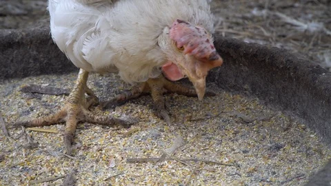 White chicken eats cereals.Close up Stock Footage 126749403