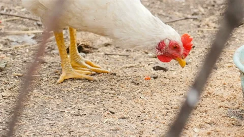 White chicken eats food Stock Footage 107741089