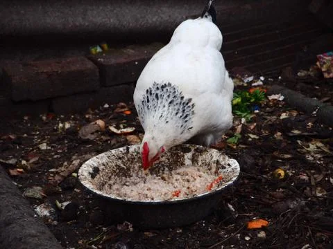 White chicken eats on the ground Stock Photos