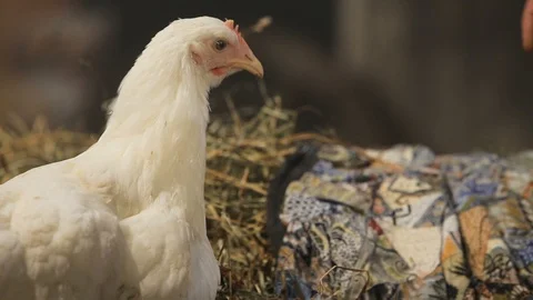 White chicken eats seeds in the hay Stock-Footage 102584449