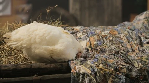 White chicken eats seeds in the hay Stock Footage 102585387