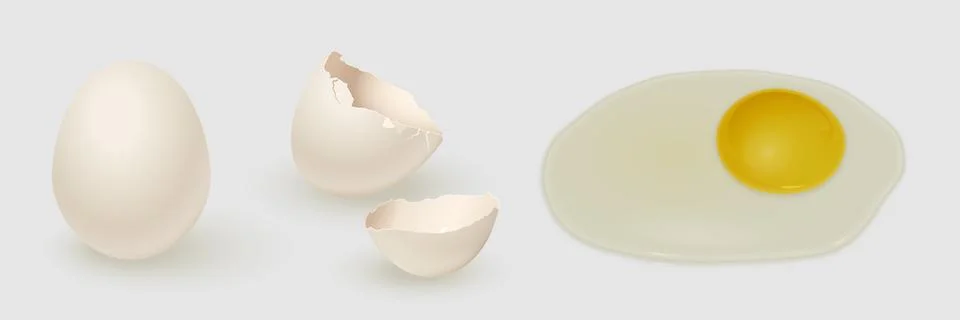 White chicken egg, eggshell and yolk isolated on gray background. Vector Stock Illustration