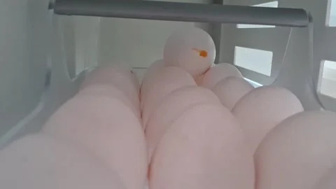 White chicken eggs arranged neatly inside plastic refrigerator storage Stock Footage 345010004