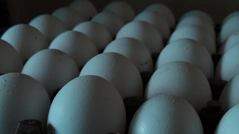 White Chicken Eggs Standing Vertically Inside a Large Stacking Holder, Highlight 動画素材 344036897