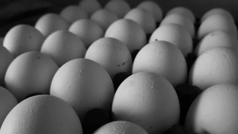 White Chicken Eggs Structured in a Parallel Grid Layout Inside a Standard Stacki 스톡 동영상 344035917