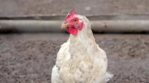 White Chicken farm, Close up Stock Footage 46411384