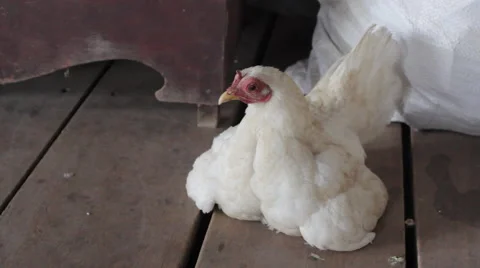 White chicken at a farm Stock Footage 44103010