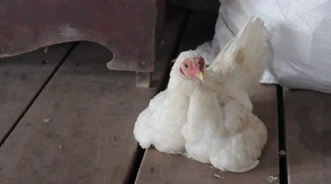 White chicken at a farm Stock Footage 44105860