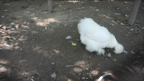 White chicken on a farm Stock Footage 138312459