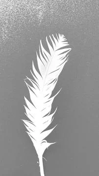White chicken feather Stock Photos