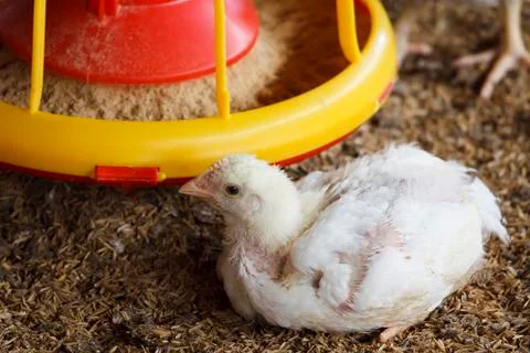 White chicken with feed Stock Photos