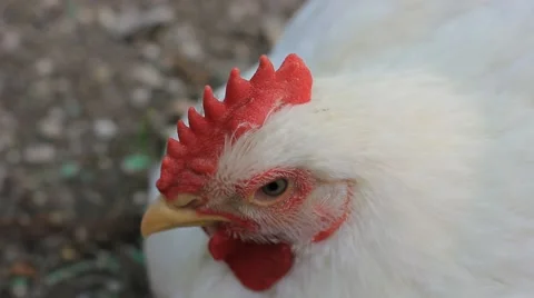 White chicken Vídeos de archivo 49050077