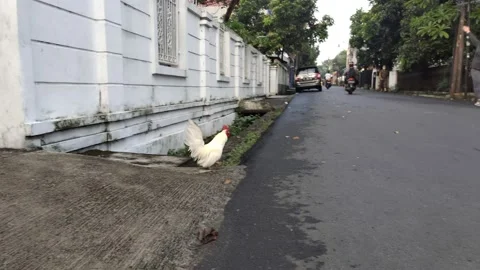 A white chicken in front of a gate 스톡 동영상 163413000
