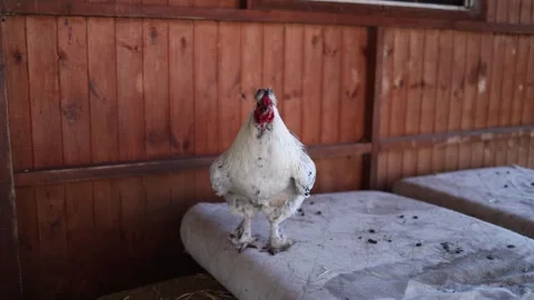 White chicken inside rustic countryside farm coop Stock Footage 334399933